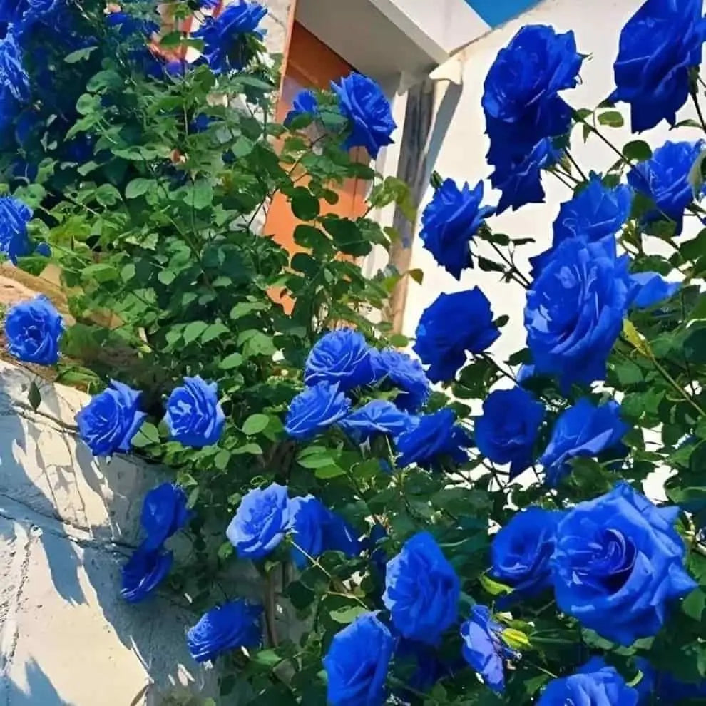 Blue Climbing Rose Seeds Trandingstor.shop