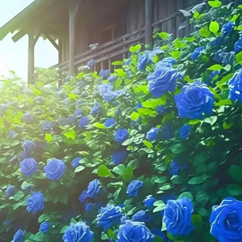 Blue Climbing Rose Seeds Trandingstor.shop