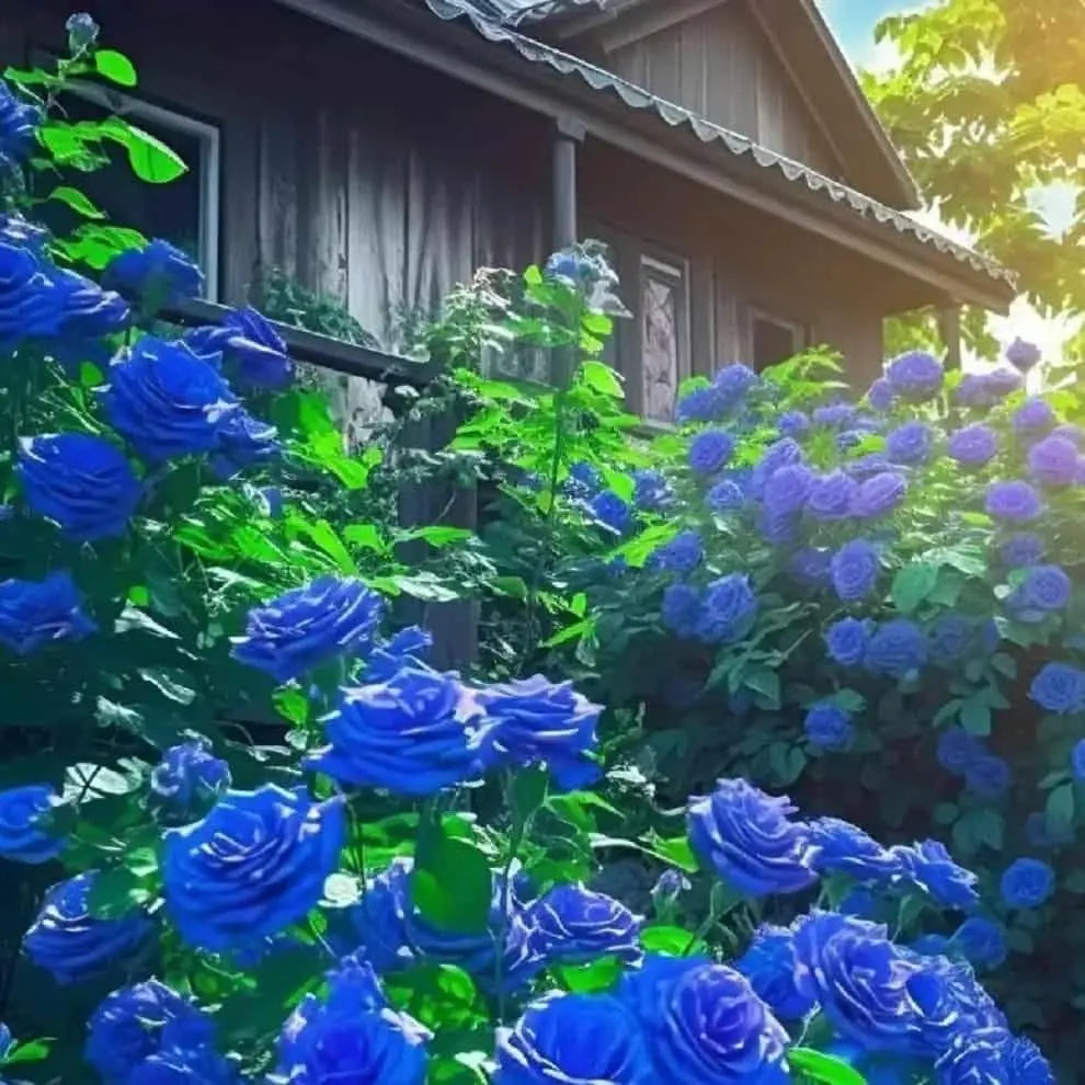 Blue Climbing Rose Seeds Trandingstor.shop