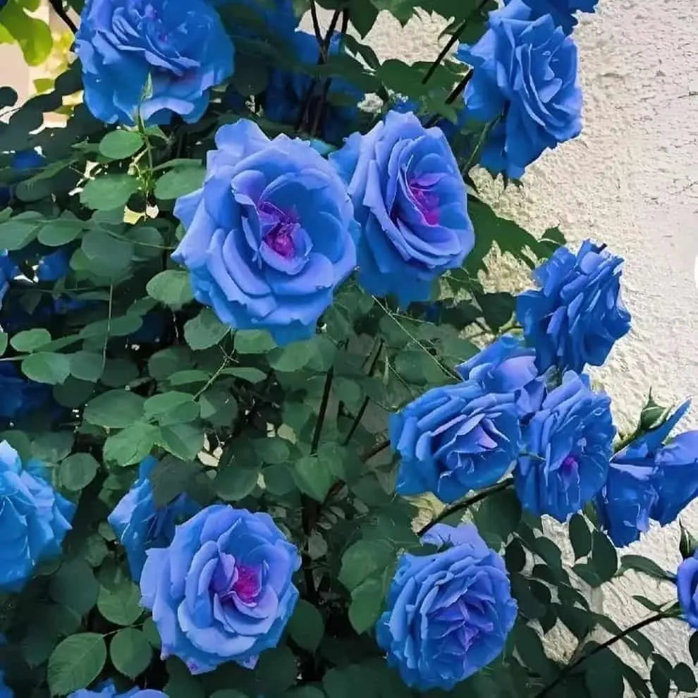 Blue Climbing Rose Seeds Trandingstor.shop