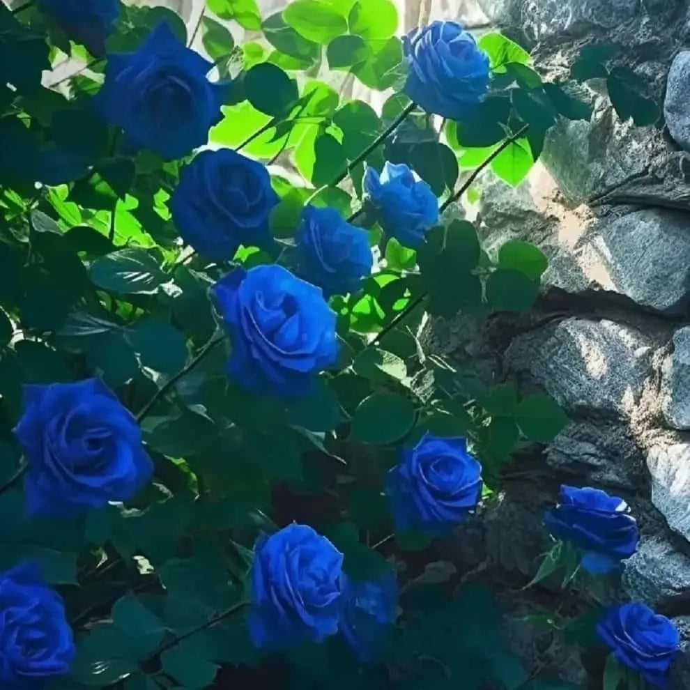 Blue Climbing Rose Seeds Trandingstor.shop