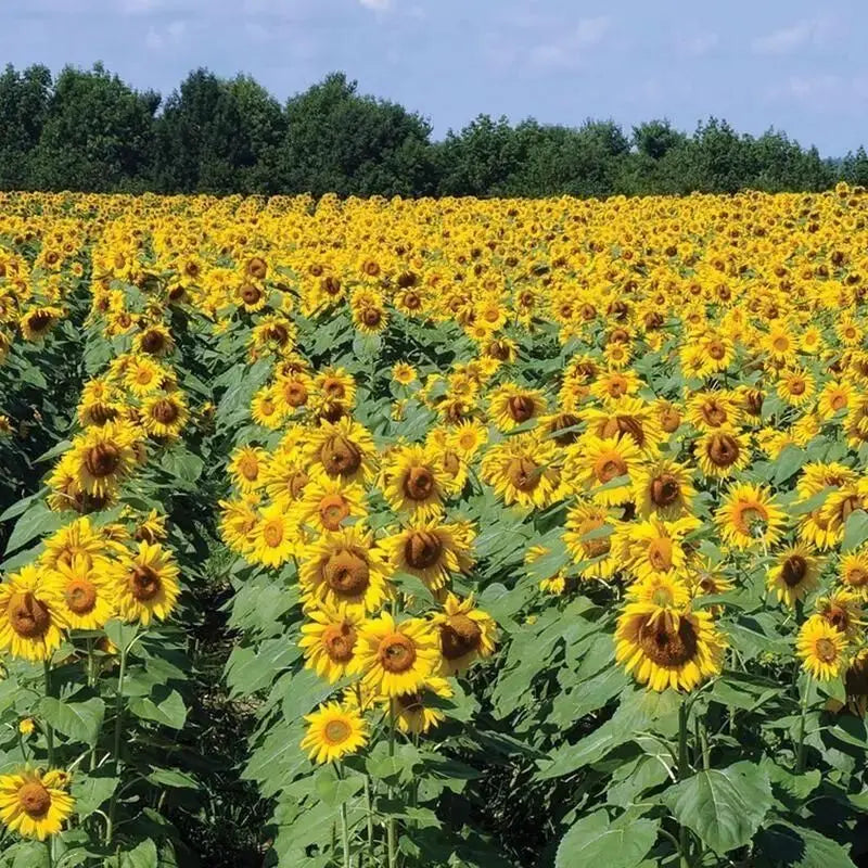 Sunflower Seeds Trandingstor.shop