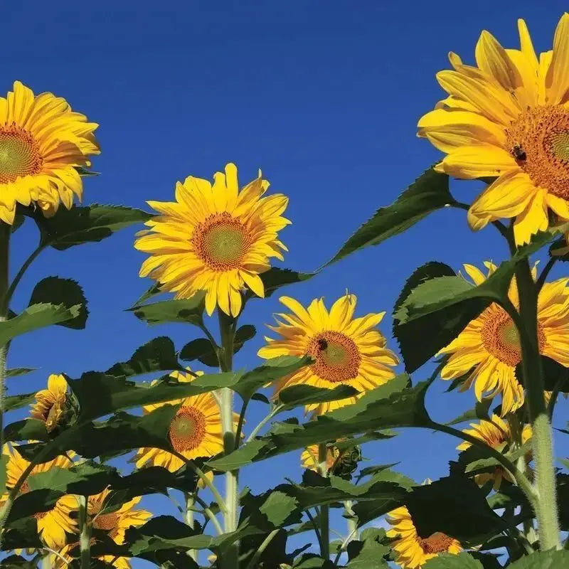 Sunflower Seeds Trandingstor.shop