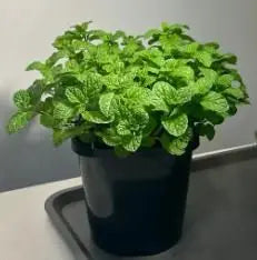 The Latest Ornamental And Edible Mint Varieties - Trandingstor.shop