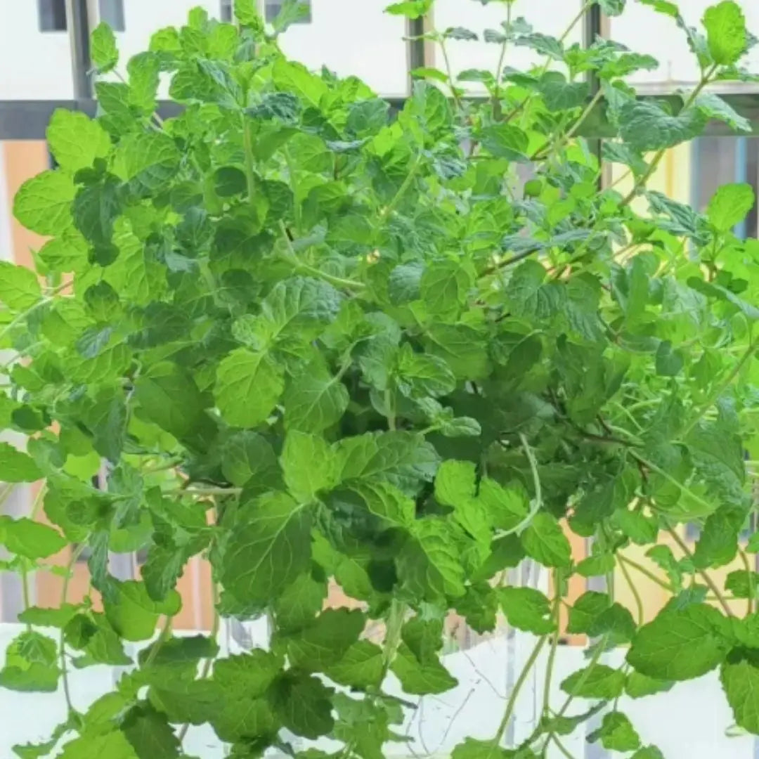 The Latest Ornamental And Edible Mint Varieties - Trandingstor.shop