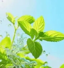 The Latest Ornamental And Edible Mint Varieties - Trandingstor.shop
