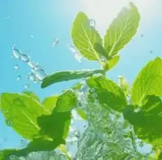The Latest Ornamental And Edible Mint Varieties - Trandingstor.shop