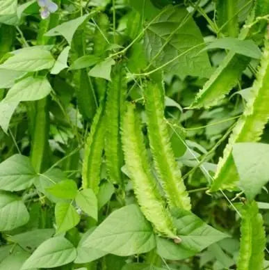Dragon Been Seeds Trandingstor.shop