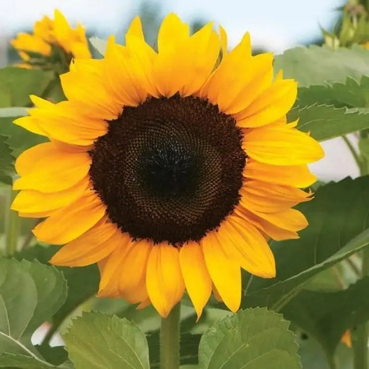 Sunflower Seeds Trandingstor.shop