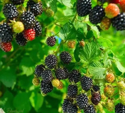 Sweet Giant Blackberry Seeds Trandingstor.shop