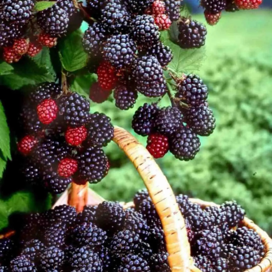Sweet Giant Blackberry Seeds Trandingstor.shop