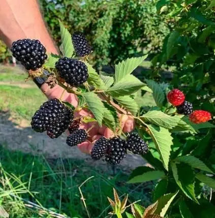 Sweet Giant Blackberry Seeds Trandingstor.shop