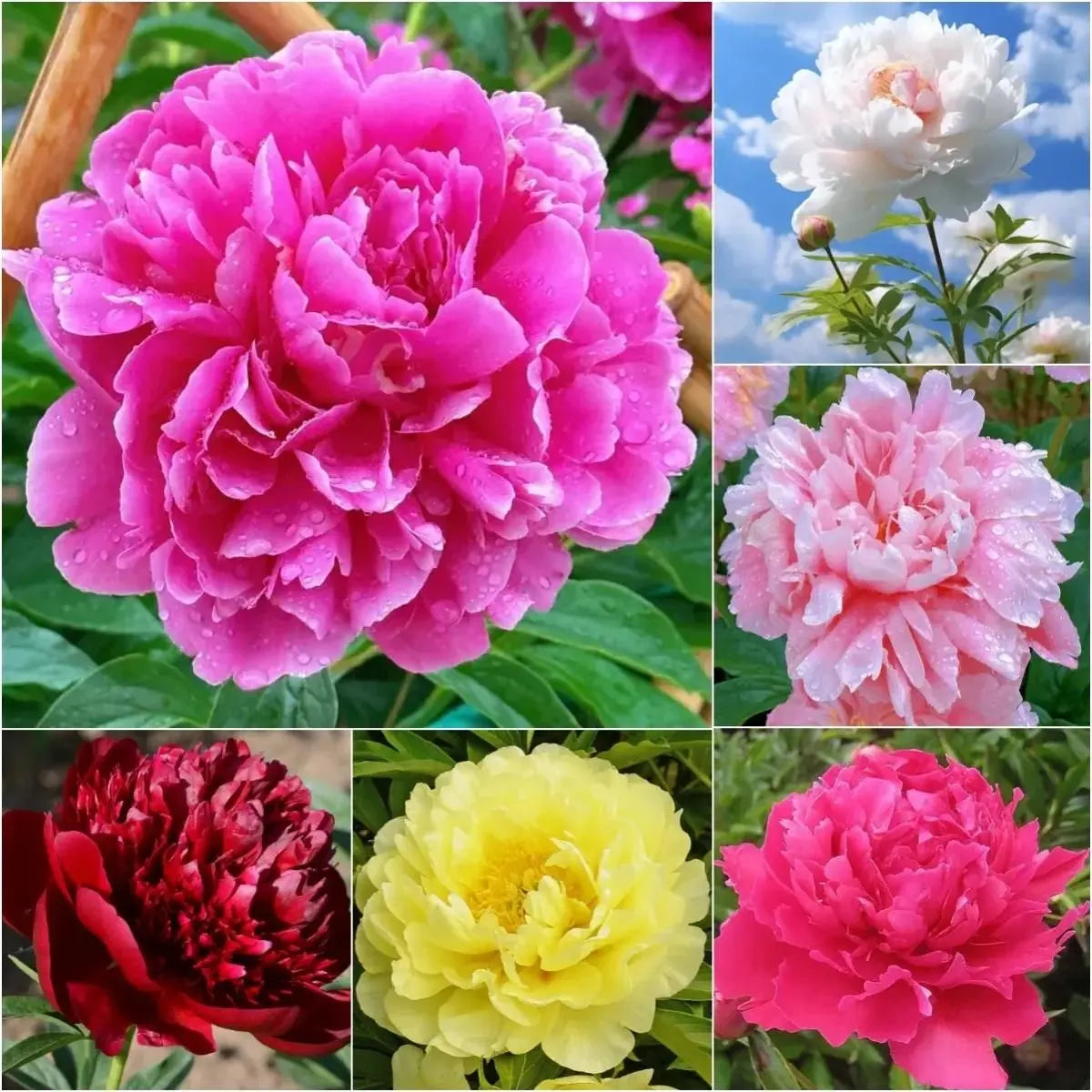 The Queen of Flowers Peony Flower (Pack of 20) Trandingstor.shop