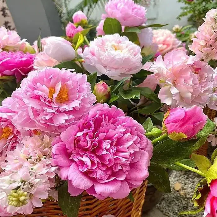 The Queen of Flowers Peony Flower (Pack of 20) Trandingstor.shop