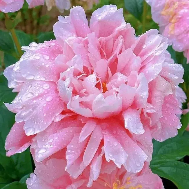The Queen of Flowers Peony Flower (Pack of 20) Trandingstor.shop
