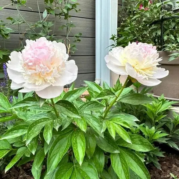 The Queen of Flowers Peony Flower (Pack of 20) Trandingstor.shop
