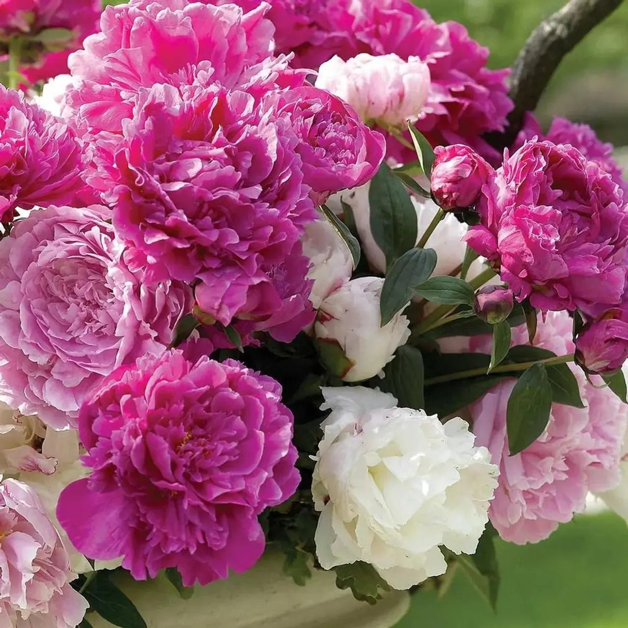 The Queen of Flowers Peony Flower (Pack of 20) Trandingstor.shop