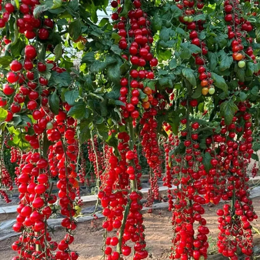 Waterfall Tomato Seeds Trandingstor.shop