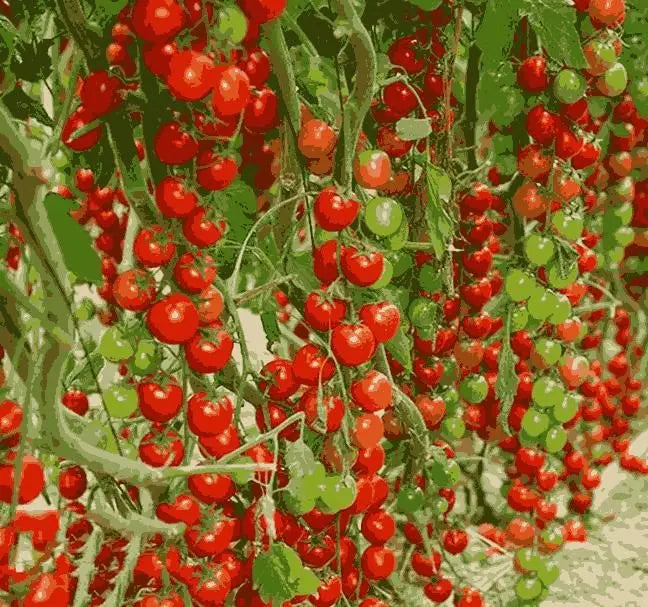 Waterfall Tomato Seeds Trandingstor.shop